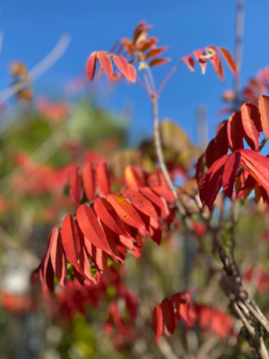 Rhus typhina