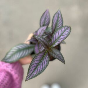 Strobilanthes