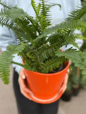 Set Helecho chester + Maceta TD color