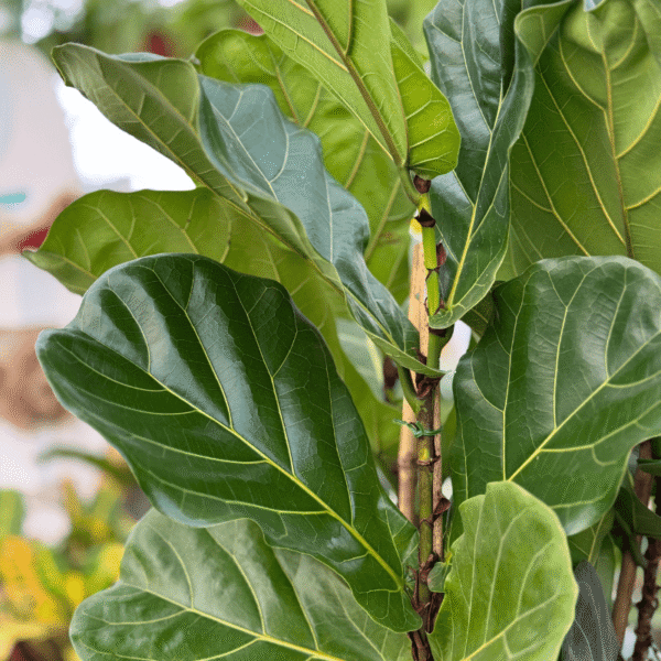 Set Ficus pandurata + Maceta jarrón rotomoldeo