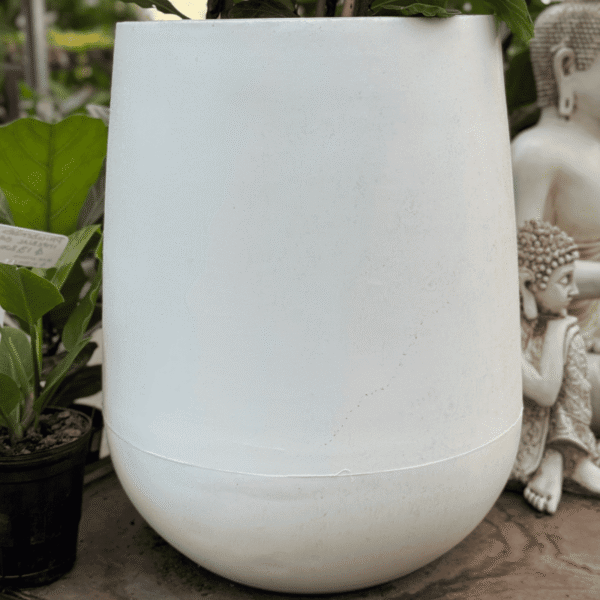 Set Ficus pandurata + Maceta jarrón rotomoldeo