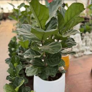 Set Ficus pandurata + Maceta jarrón rotomoldeo