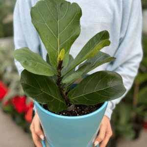 SET Ficus pandurata + Maceta cerámica color TD