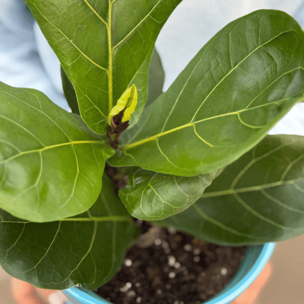 SET Ficus pandurata + Maceta cerámica color TD