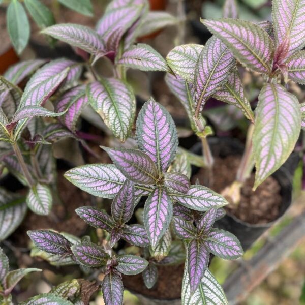 Strobilanthes