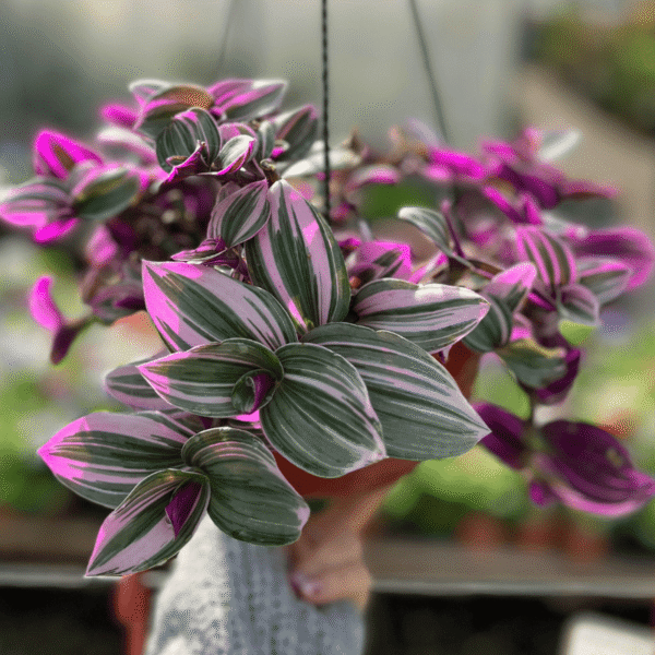 tradescantia-rosada