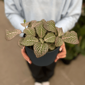 set Fittonia + Milán