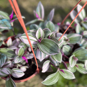 tradescantia-rosada