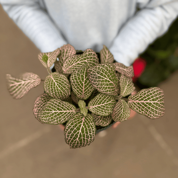 set Fittonia + Milán