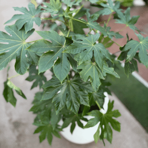 SET Aralia sealbody + Maceta jarrón rotomoldeo