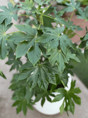 SET Aralia sealbody + Maceta jarrón rotomoldeo