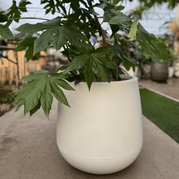 SET Aralia sealbody + Maceta jarrón rotomoldeo