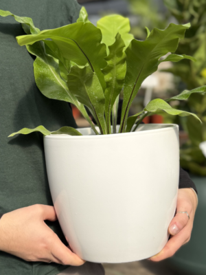 Set Asplenium + Nórdico esmaltado