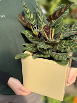 Set Calathea Macoyana + Cubo