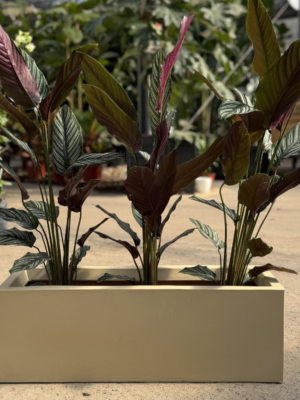 Set Calathea mil rayas + jardinera