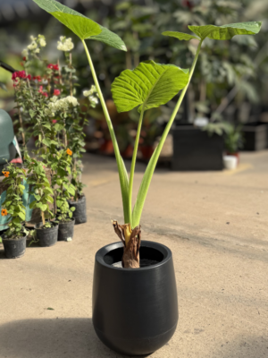 Set alocasia + jarrón liso