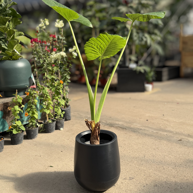 Set alocasia + jarrón liso