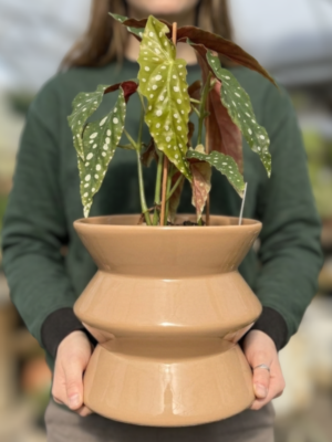 Set begonia maculata + Scala