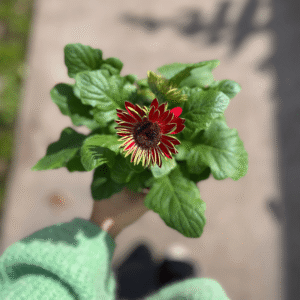 gerbera