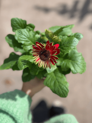 gerbera