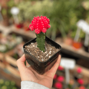 cactus-injertado