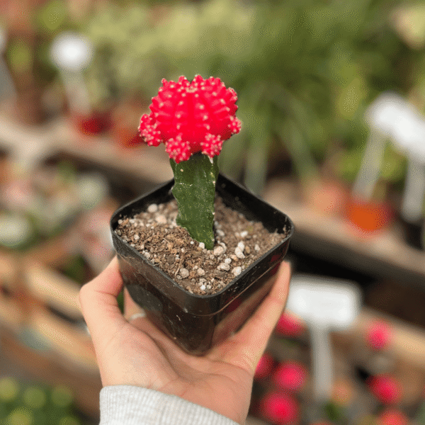 cactus-injertado