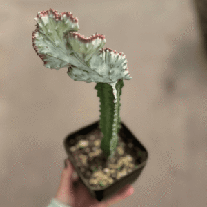 euphorbia-lactea-injertada
