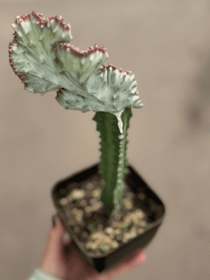 euphorbia-lactea-injertada