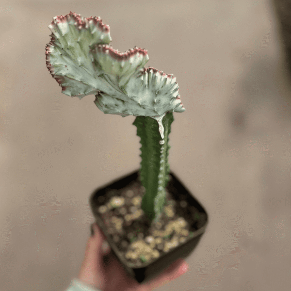 euphorbia-lactea-injertada