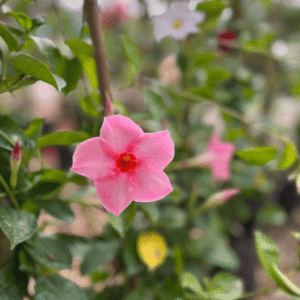 dipladenia-con-tutor