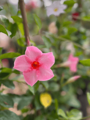 dipladenia-con-tutor