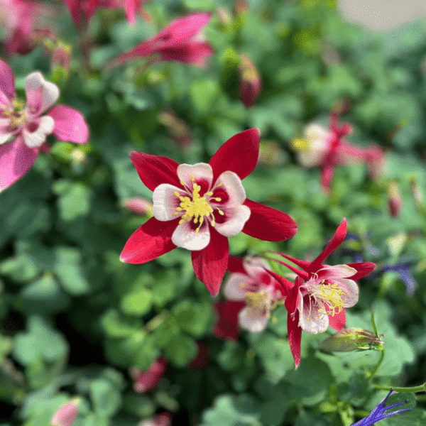 Aquilegia