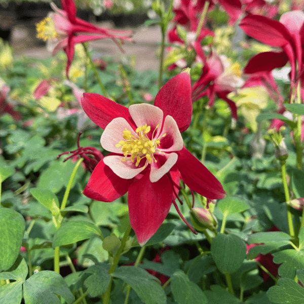 Aquilegia