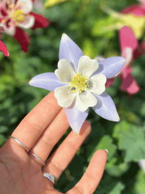 Aquilegia