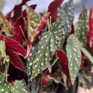 begonia-maculata