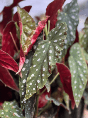 begonia-maculata