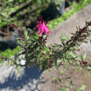 gaura-rosa