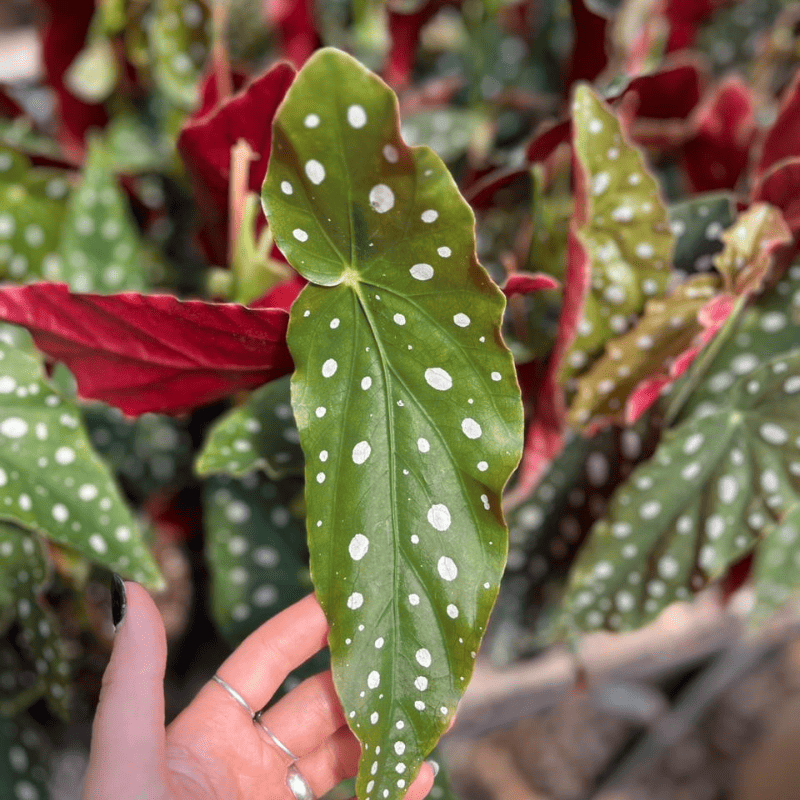 begonia-maculata
