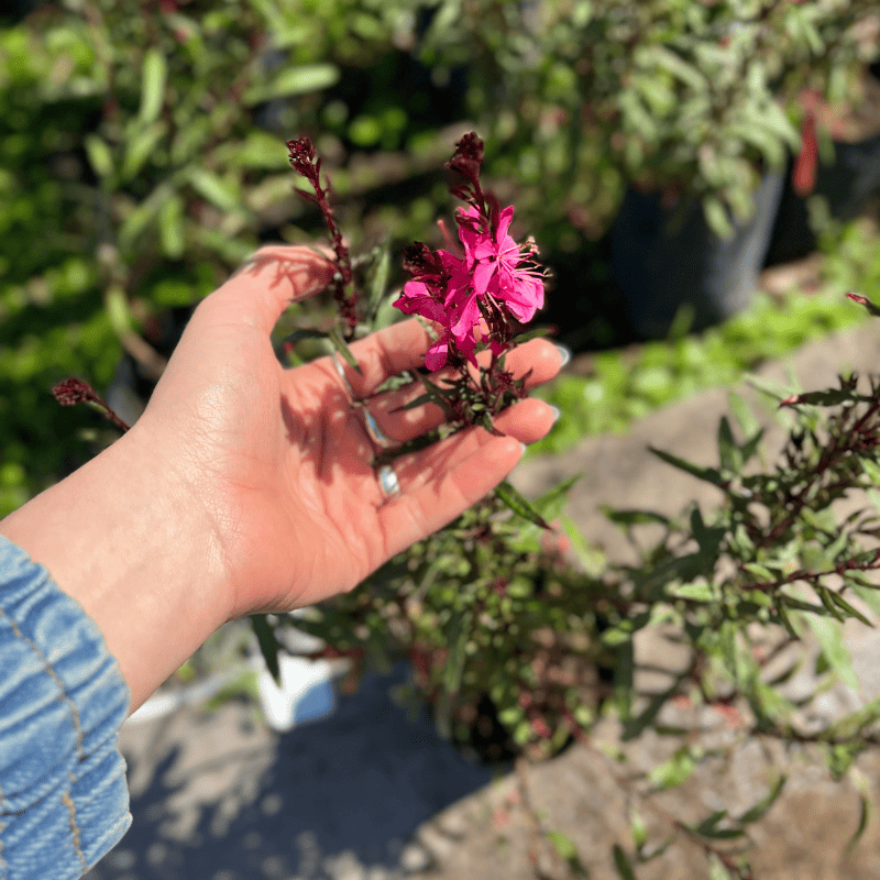 gaura-rosa