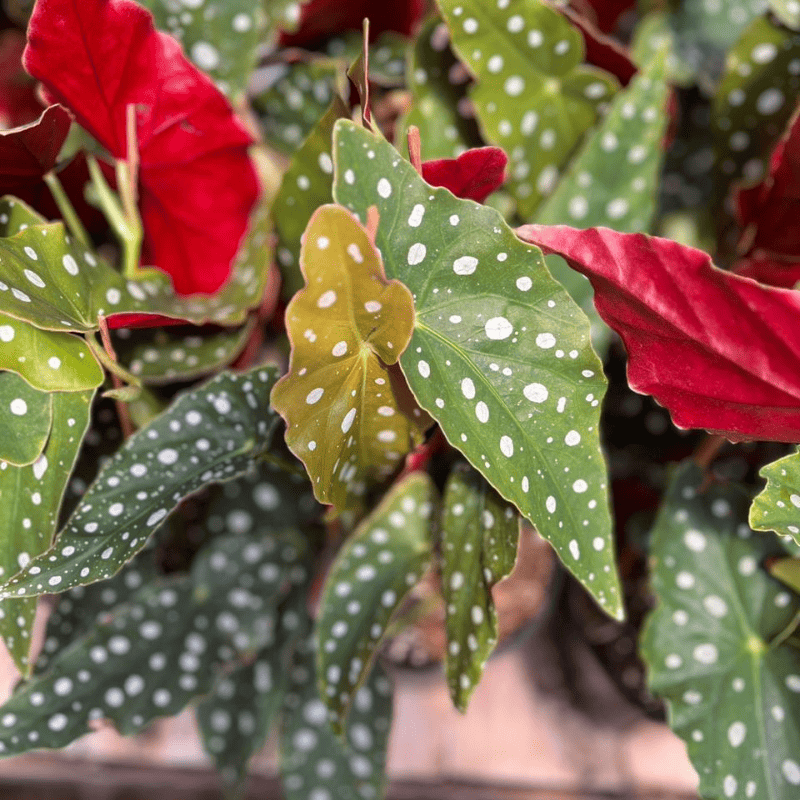 begonia-maculata