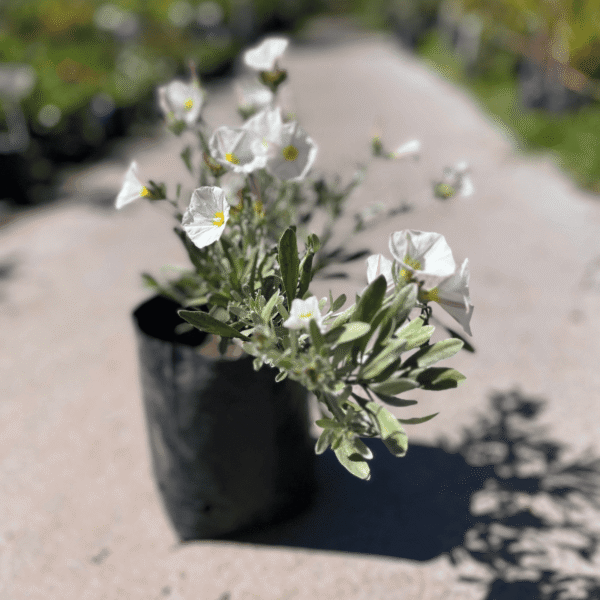 convolvulus