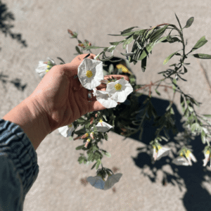 convolvulus