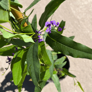 handembergia