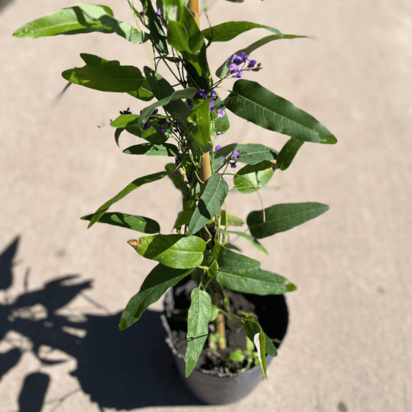 handembergia