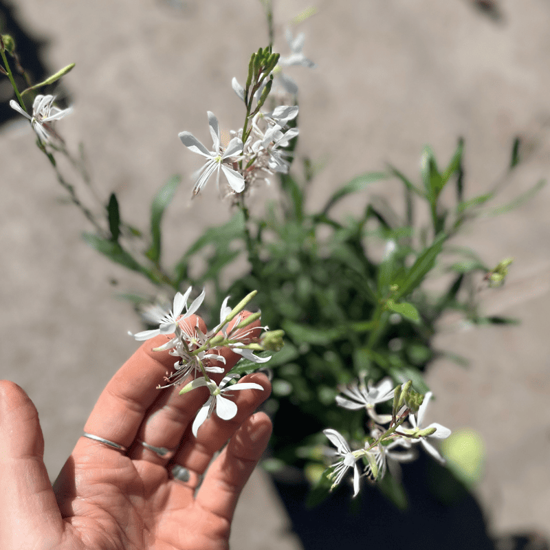 gaura-blanca