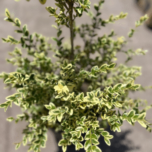 buxus-variegado
