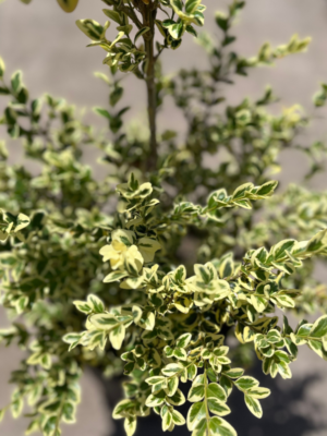 buxus-variegado