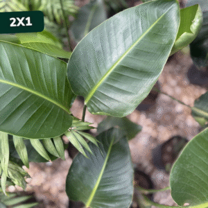 strelitzia-nicolai-2x1