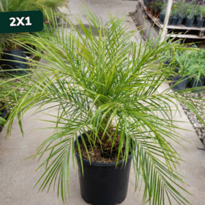 phoenix-robellini-2x1