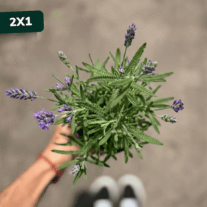 lavanda-2x1